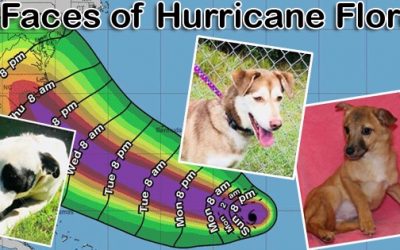 BREAKING! Hurricane Florence dogs coming to Pets Alive