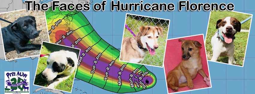 BREAKING! Hurricane Florence dogs coming to Pets Alive