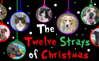 The Twelve Strays of Christmas – Leon