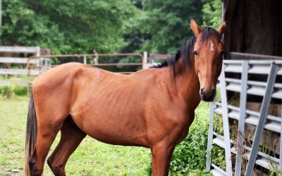 No Horsing Around — It’s Time For School!