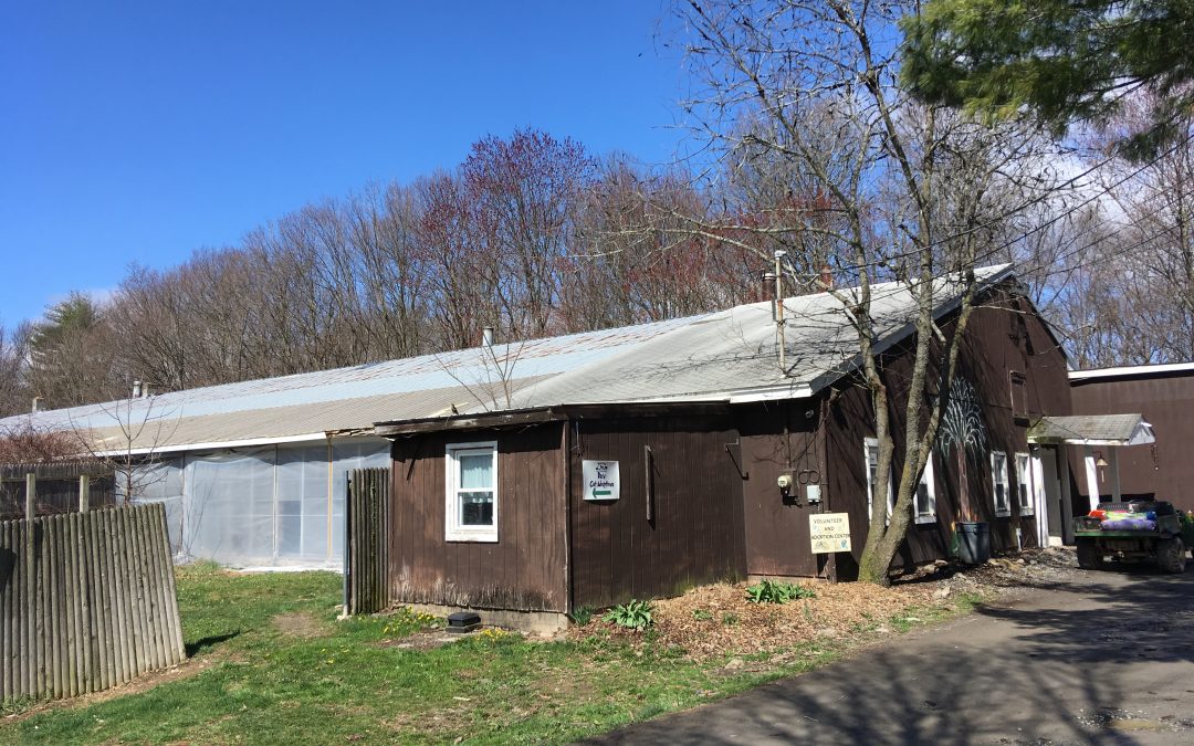 Moving forward with the Dog Kennel Transfurmation project