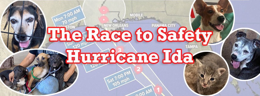 Breaking! The race to safety from Hurricane Ida | Pets Alive