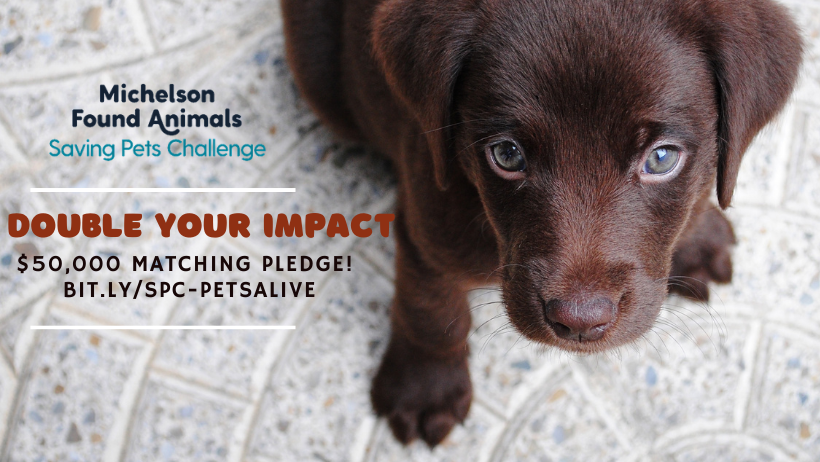 Double your impact to help the animals!