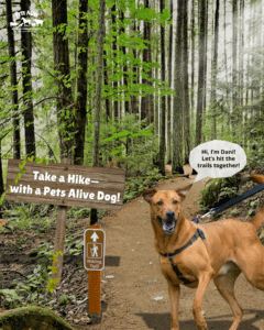 Take A Hike With A Pets Alive Dog @ Meeting Place - Pets Alive