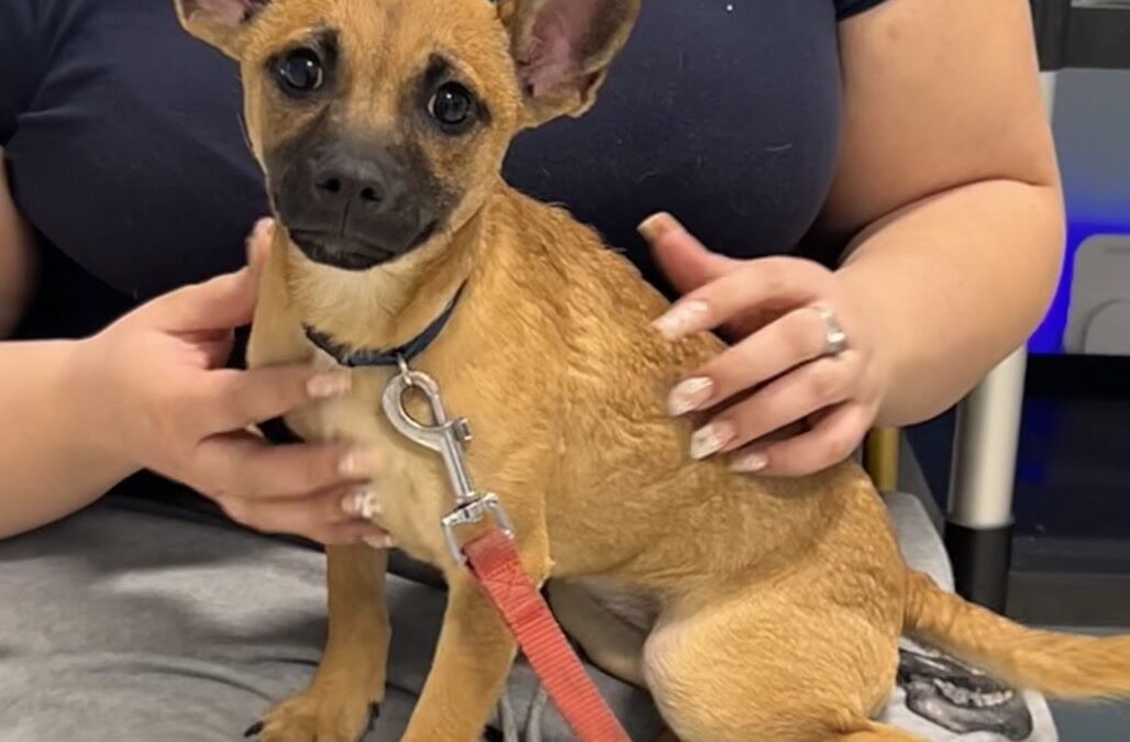 FROM L.A. TO LOVING HOMES:  A NEW BEGINNING FOR 8 DOGS