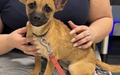 FROM L.A. TO LOVING HOMES:  A NEW BEGINNING FOR 8 DOGS