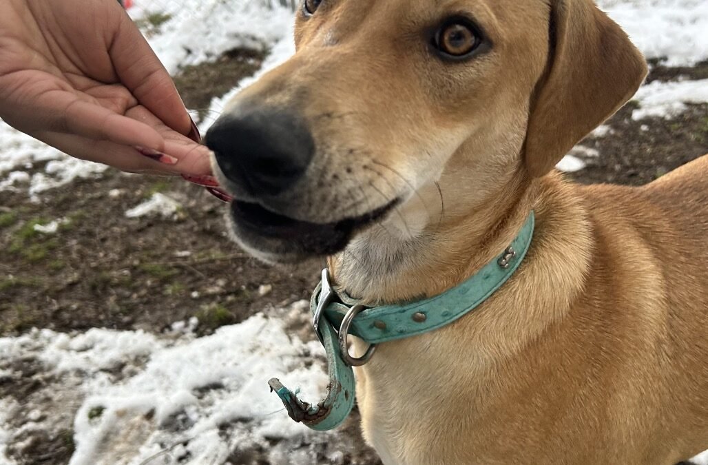 Meet Our New Jamaican Pups!