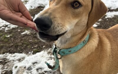 Meet Our New Jamaican Pups!