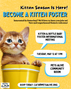 Kitten & Bottle Baby Foster informational Meeting @ Pets Alive